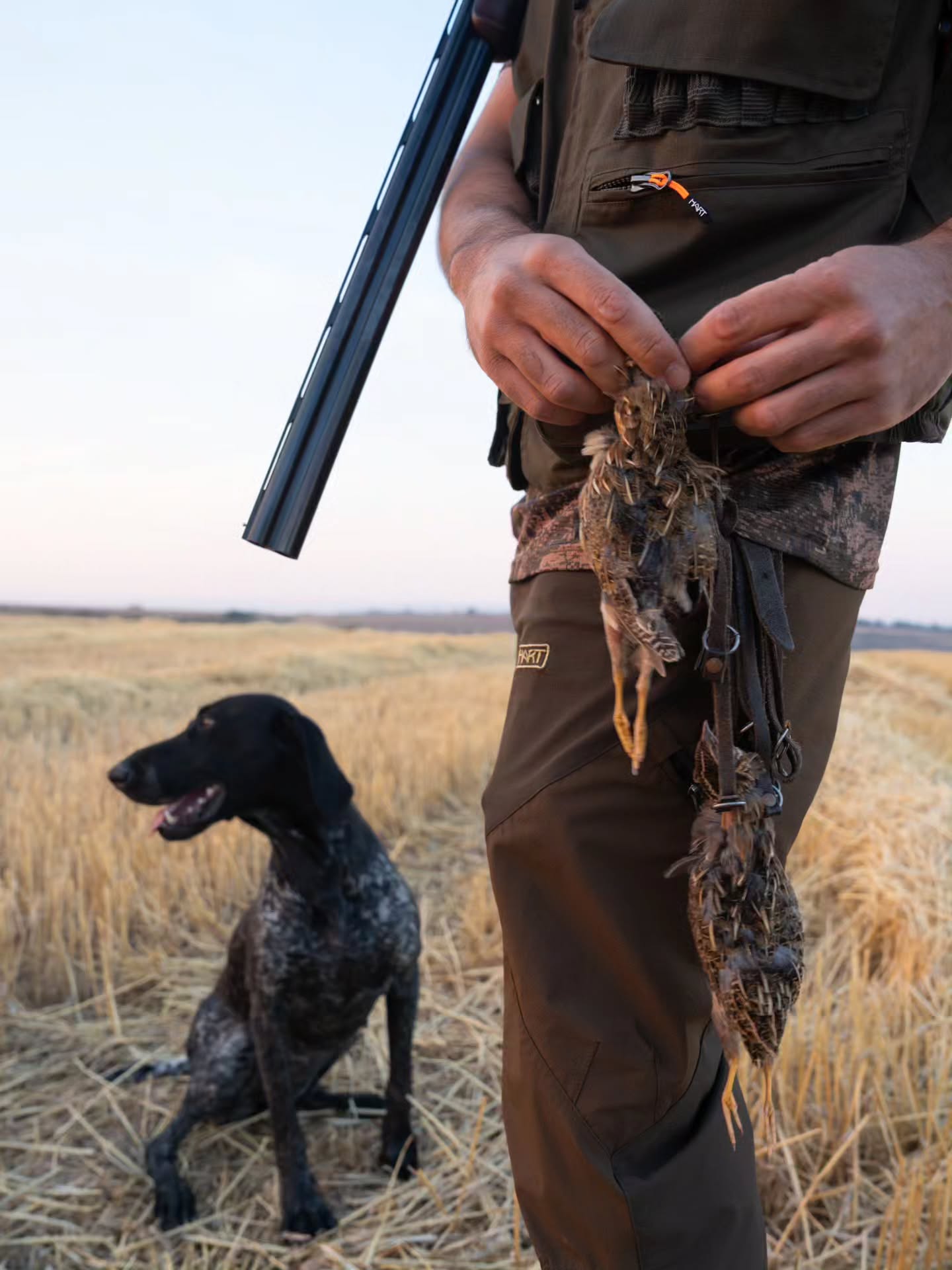 Chasseur en tenue Hart avec son chien d'arrêt et du gibier, en plein terrain